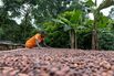 Cocoa Slumps Below $4,000 a Ton as Weak Demand Roils Market