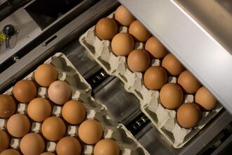 Egg Production And Packing In Belgium
