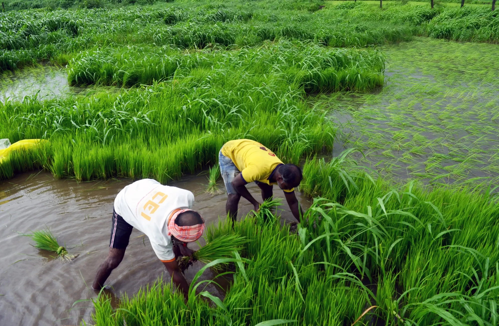 Farmers in India have planted pulses on 4.26 million hectares of land, surging 35% from a year earlier.