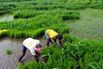 Farmers at a flooded paddy field in Bhivpuri, India.