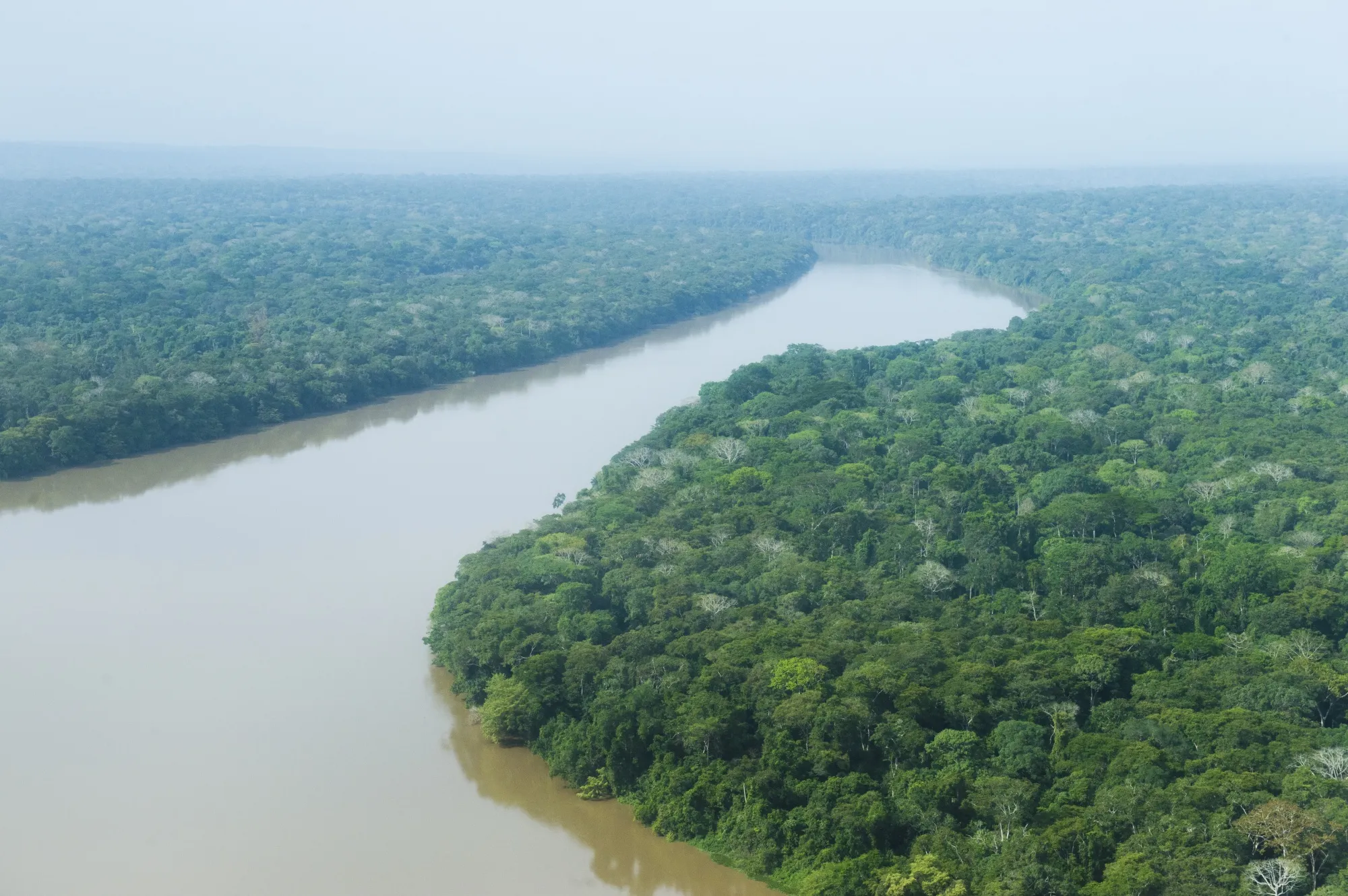 Rainforest in the Democratic Republic of the Congo