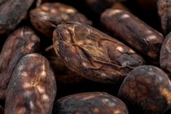 Cocoa Slumps 26% in Two Days, Paring Back Historic Rally