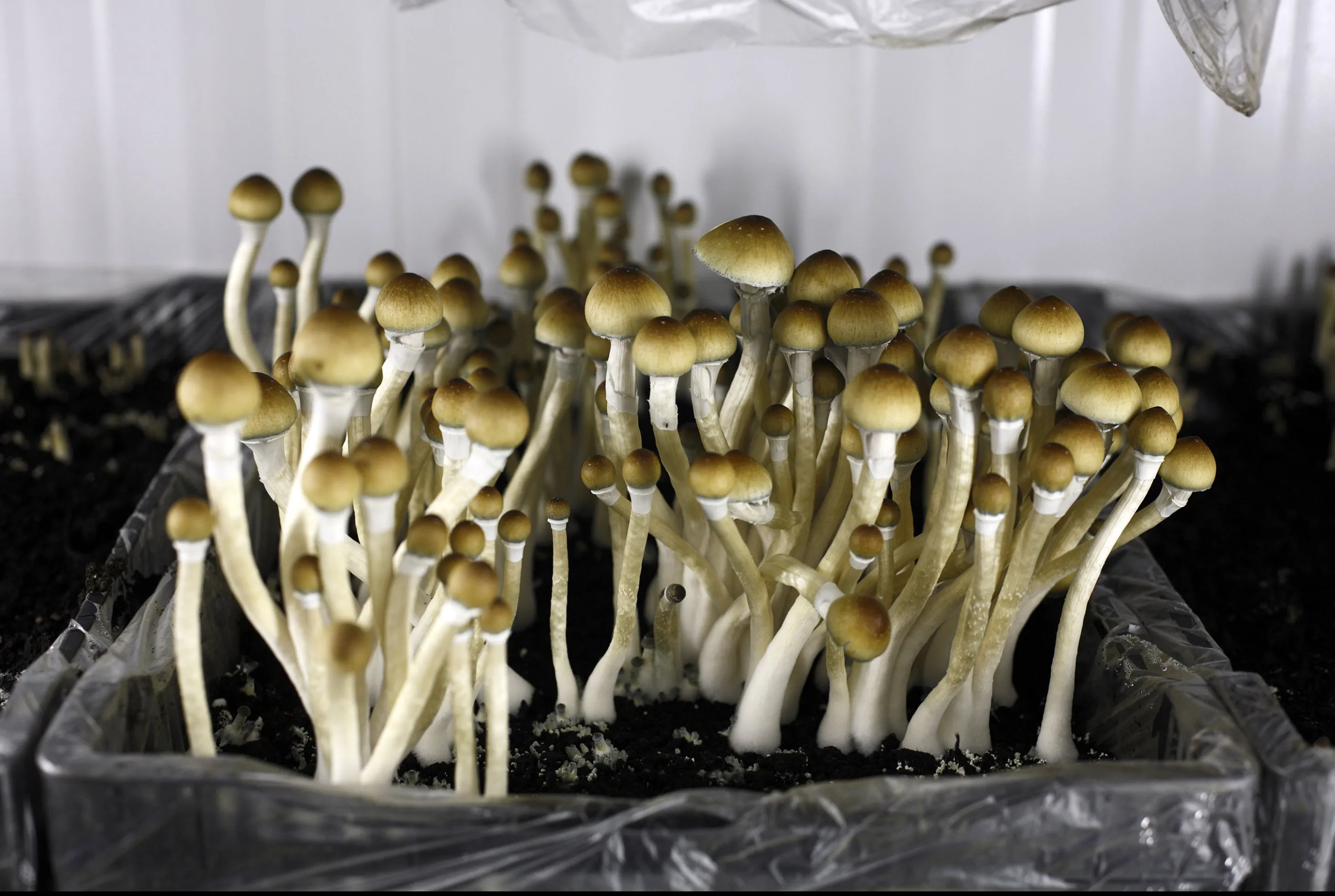 Psilocybin mushrooms