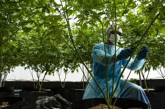 Cannabis Investors Eye Uruguay in Global Weed Export Push