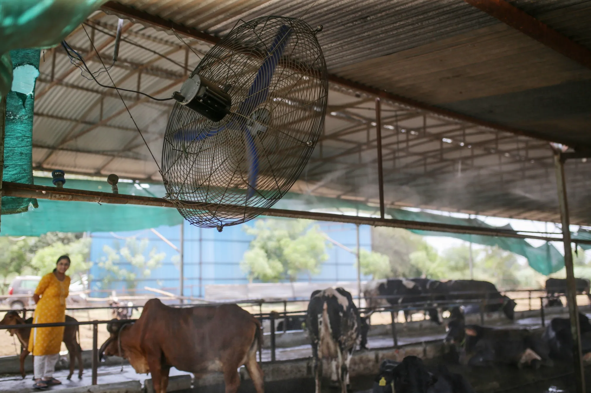 A fan and water sprinklers at a dairy farm in Gujarat.