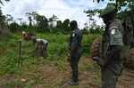 Forest rangers and technicians prepare&nbsp;land for reforestation in the forest of Tene near Oumé, Ivory Coast.