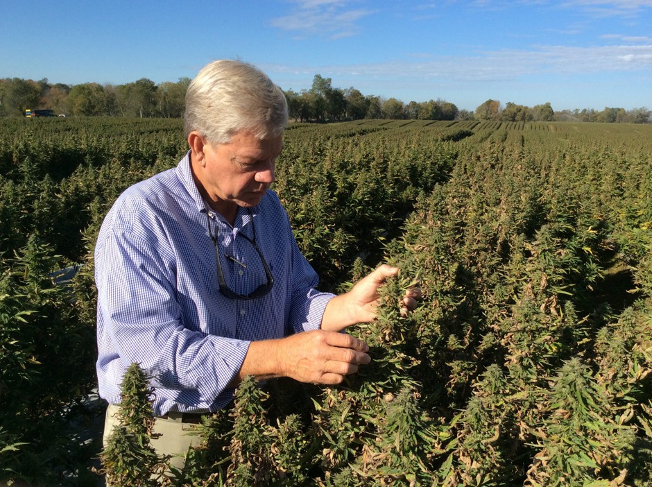 Hemp grower Andrew Graves tends his Kentucky fields. 