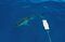 Shark deterrent testing