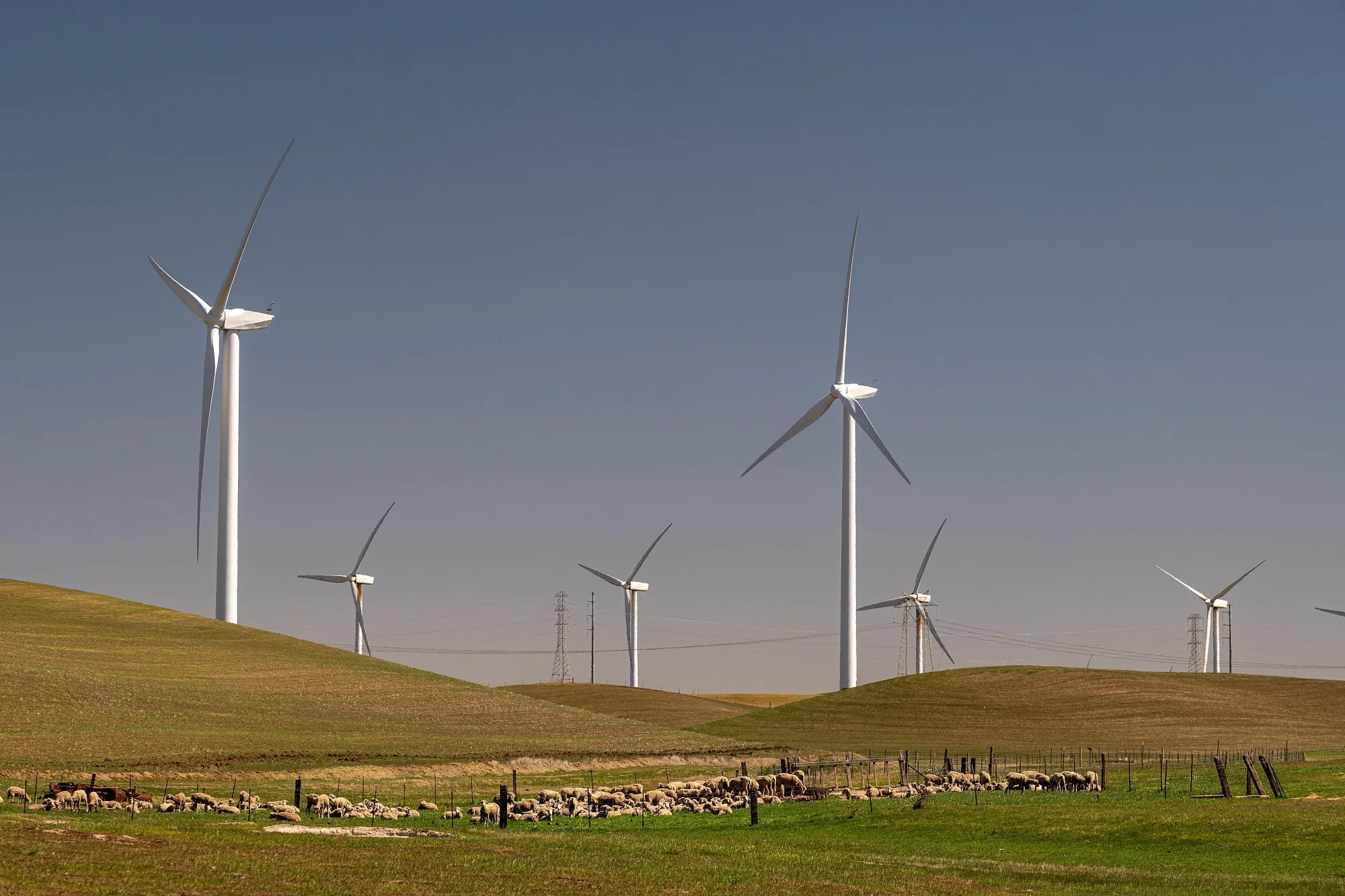 Sheep graze near wind turbines at a wind farm in Rio Vista, California.