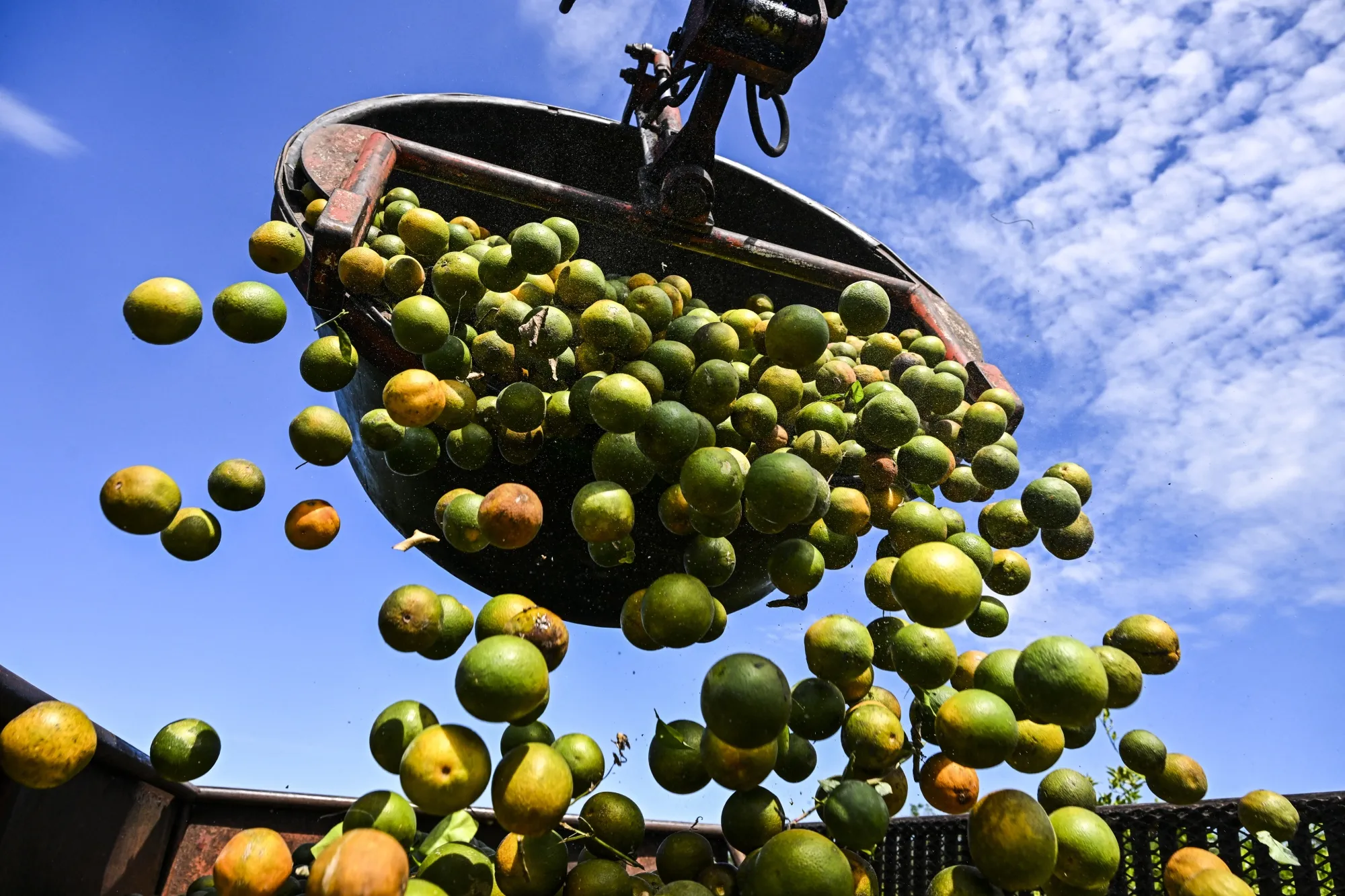 Oranges are collected in a trolley at an orchard.