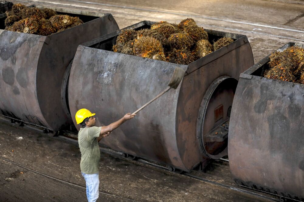 Oil Palm Plantation & Milling