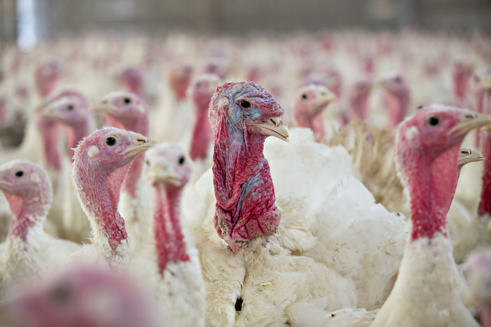 How Many Turkeys Are Eaten on Thanksgiving?