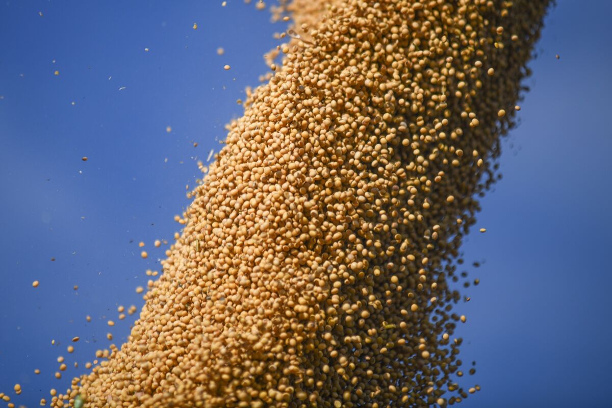 Trung Quốc mua lô đậu nành đầu tiên từ Mỹ trong mùa này Trung Quốc mua lô đậu nành đầu tiên từ Mỹ trong mùa này