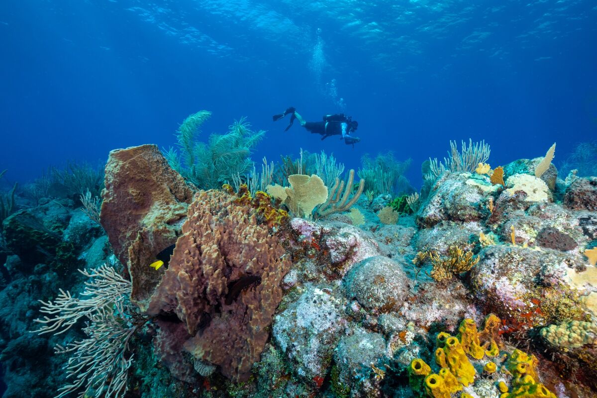 assets.bwbx.io image