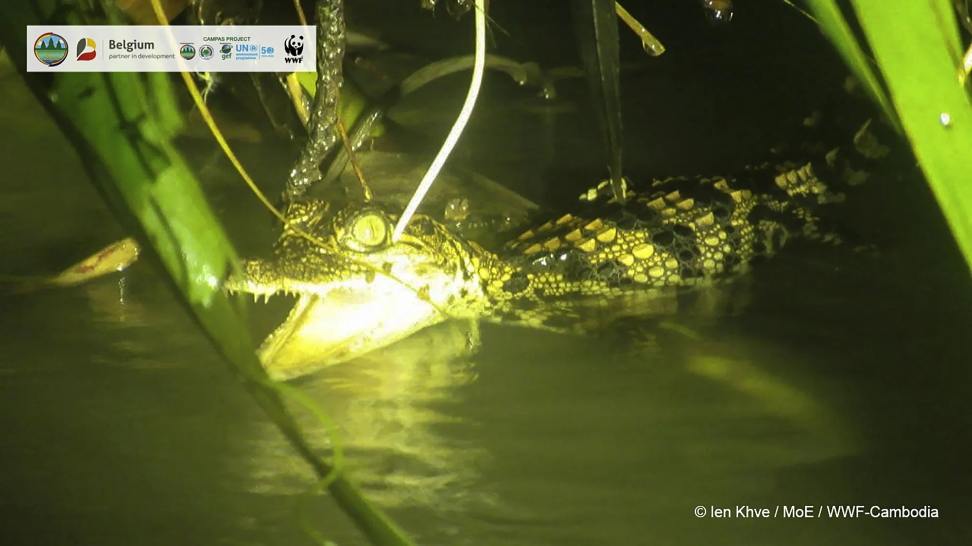 A Siamese crocodile swims in the Srepok Wildlife Sanctuary, Cambodia&nbsp;on Sept. 13.