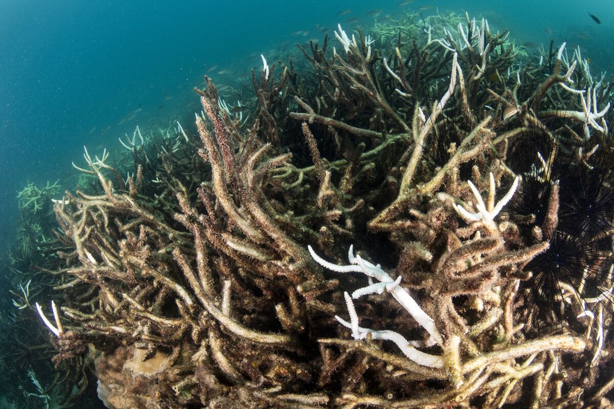 Climate Change, Pollution Push Oceans to Tipping Point, UN Report Says