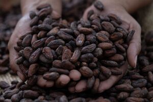 Why Cocoa Prices Are Breaking Records
