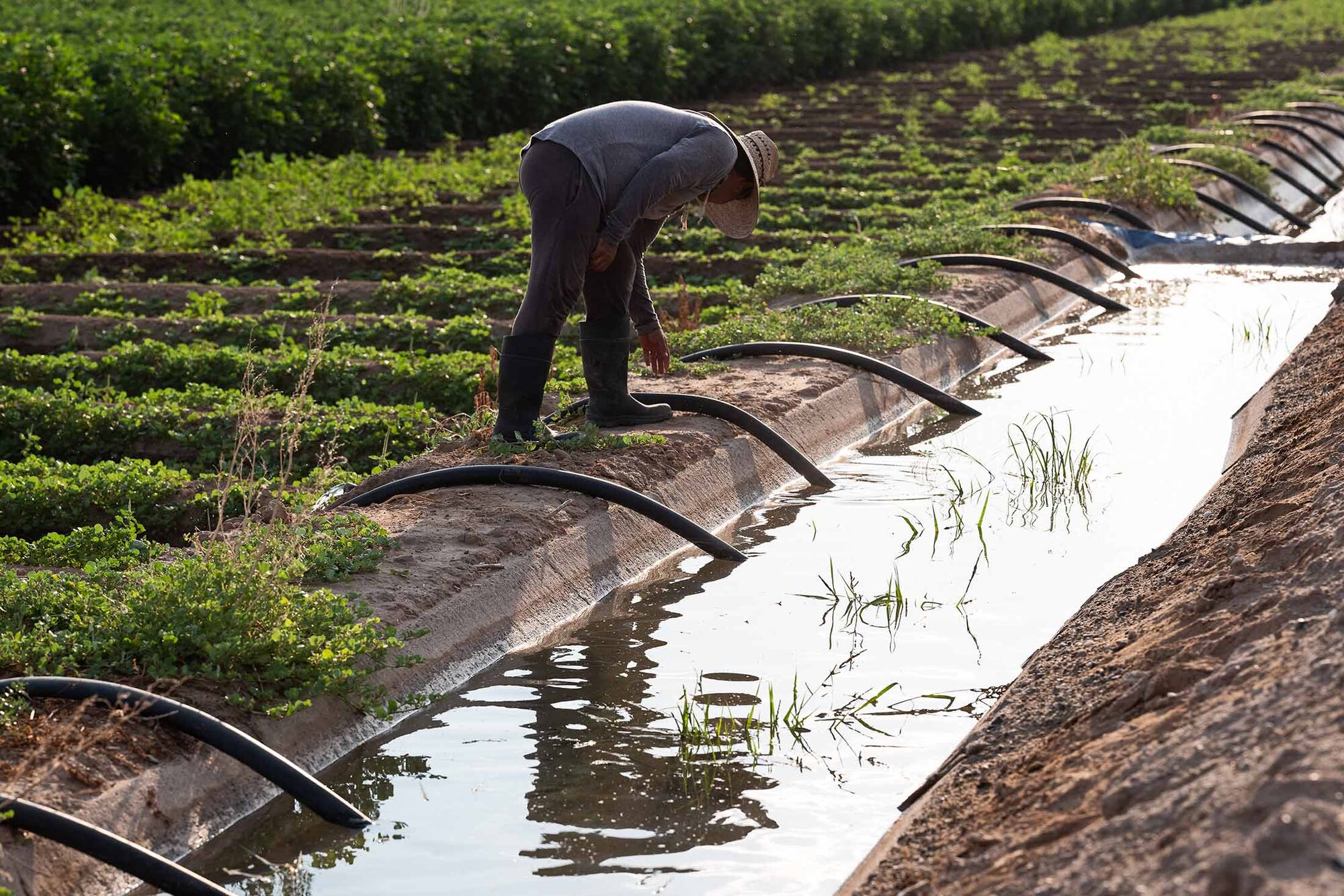 Küçük Bir Plastik Parçası Çiftçilerin Çok Daha Az Su Kullanmasına Yardımcı Oluyor ile ilgilidir
