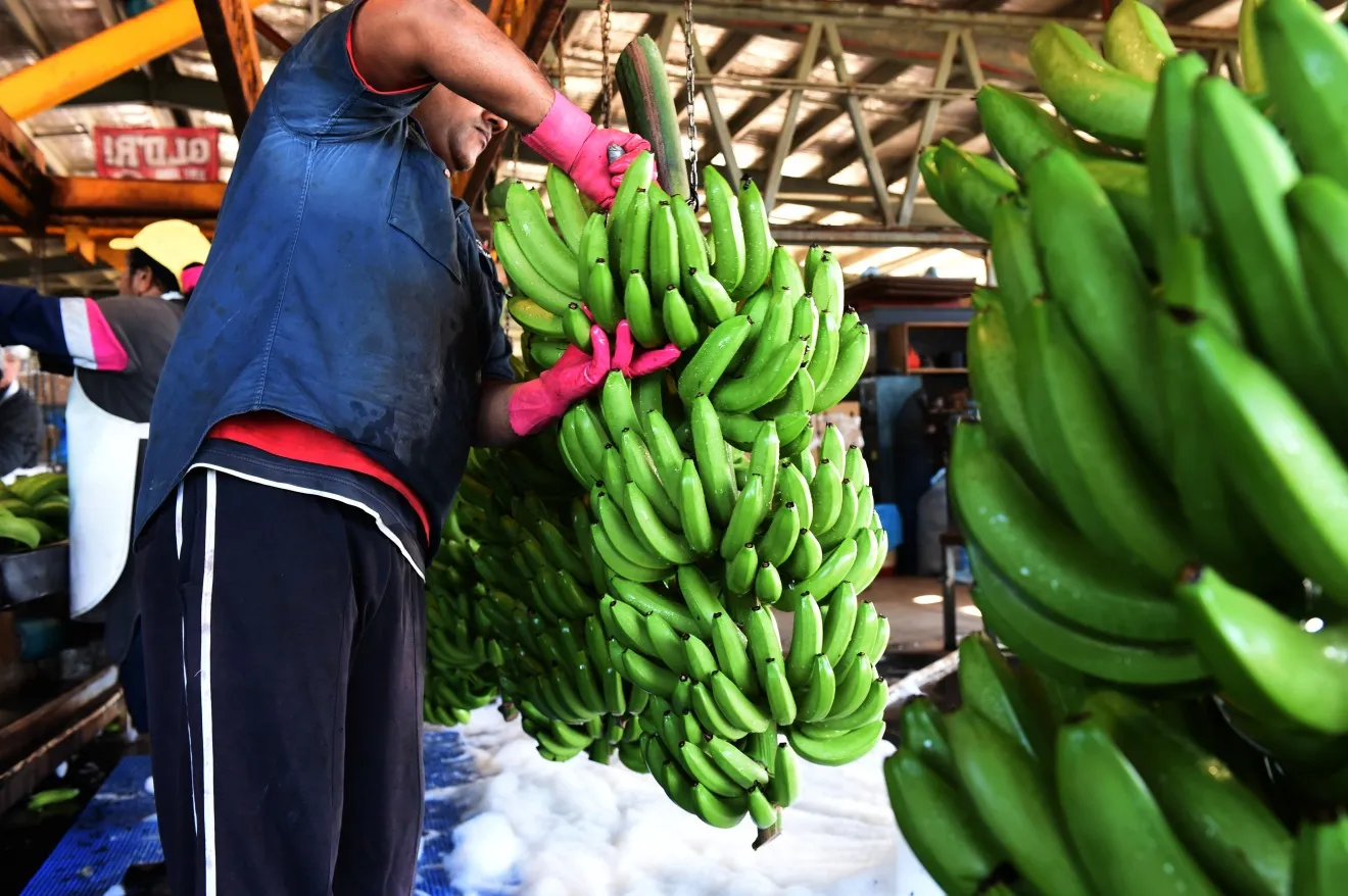 A worker collects freshly harvested bananas at a&nbsp;farm near Tully, Queensland, Australia.