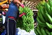 Banana Picking And Processing At The Liverpool River Banana Farm