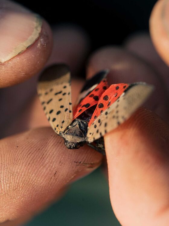America Isn’t Ready for the Lanternfly Invasion