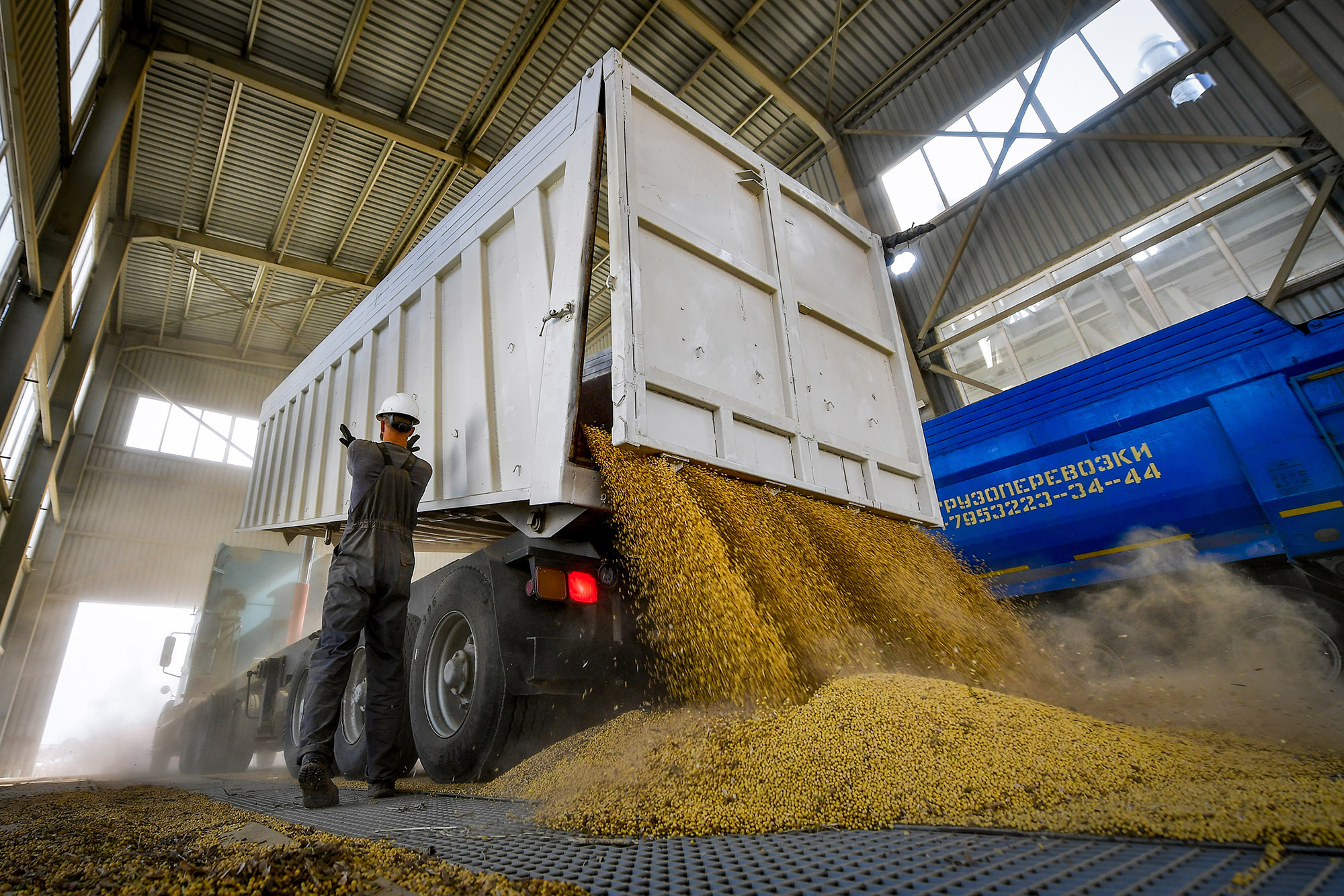 Продукция промышленная сельскохозяйственная. Отгрузка зерна. Машина с зерном. Экспорт зерна. Поставки пшеницы.