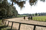 Ocala horse Stud a stable devoted to training yearling thoroughbred racehorses.