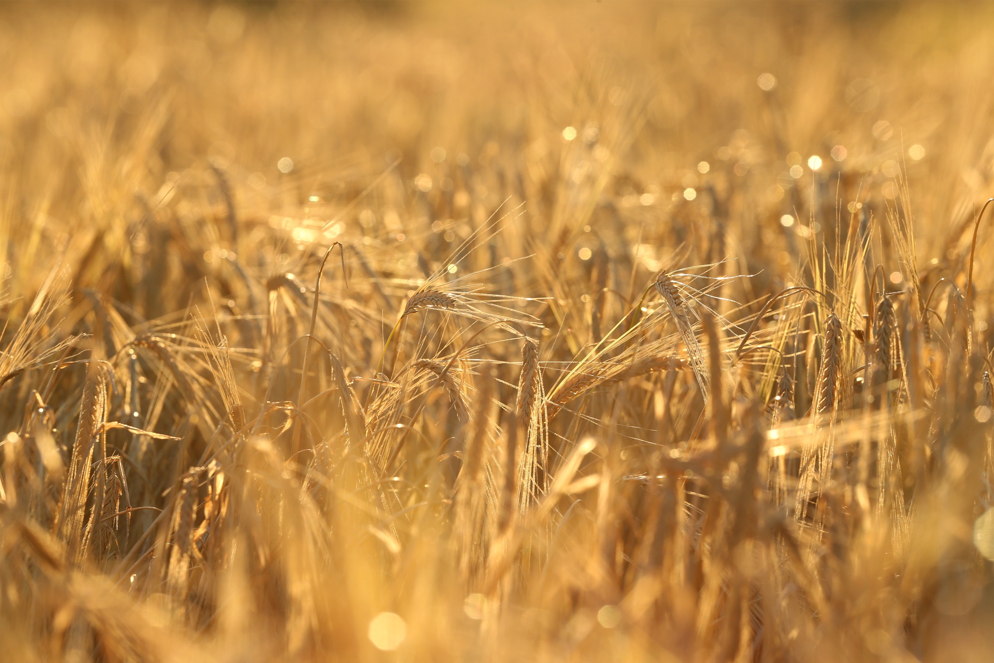 Saudi Arabia&nbsp;will buy 7.3 million tons of barley in the 2020-21 season.
