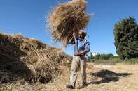 Summer Wheat Harvest in Lebanon