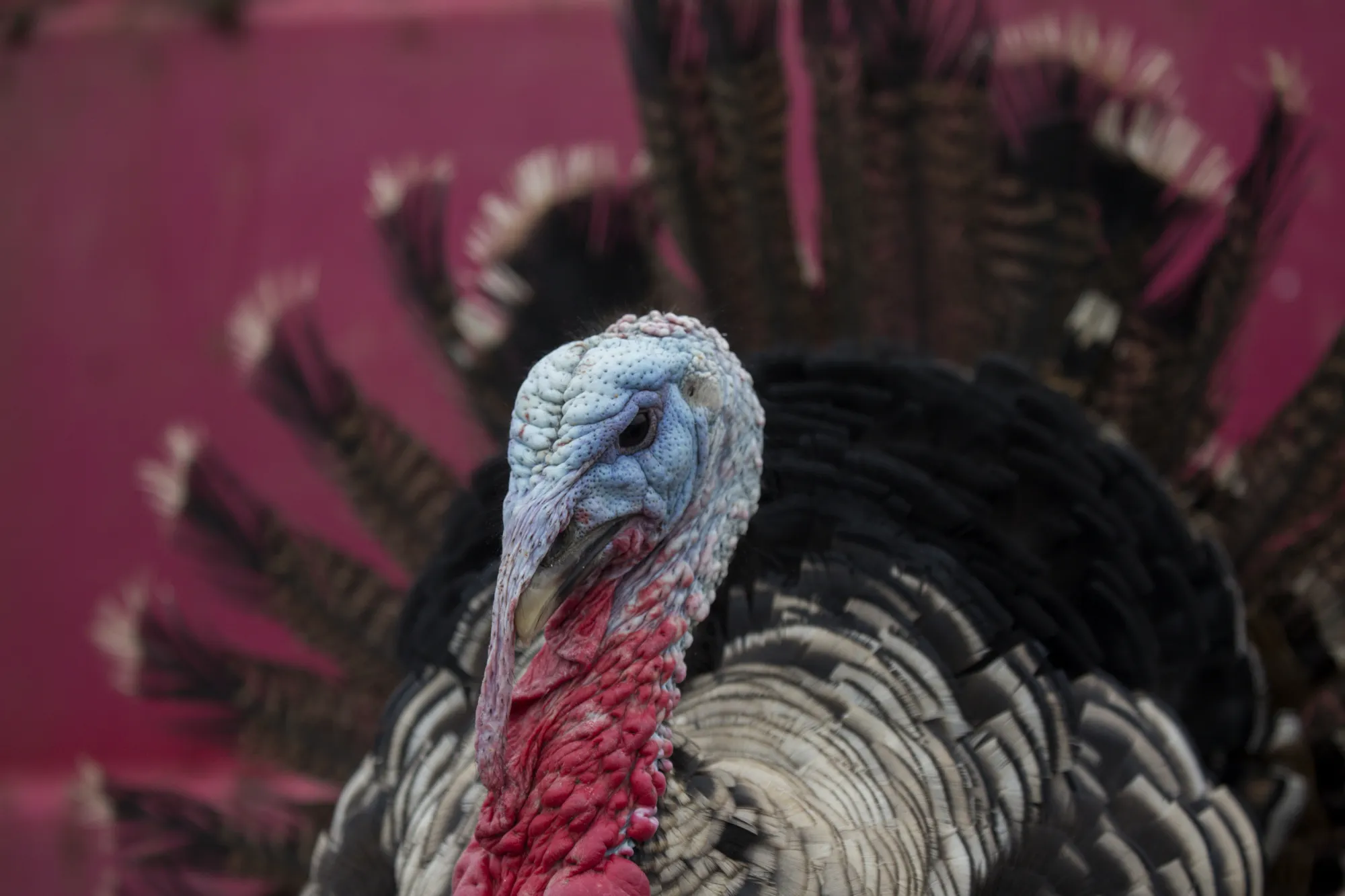 A certified organic heritage breed Narragansett turkey.