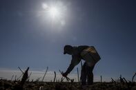 Operations At Del Bosque Farms Inc. As California Lawmaker Back Spend To Battle Drought