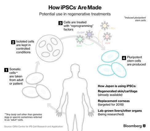 Explainer on how iPSC's cells are produced and its possible uses.