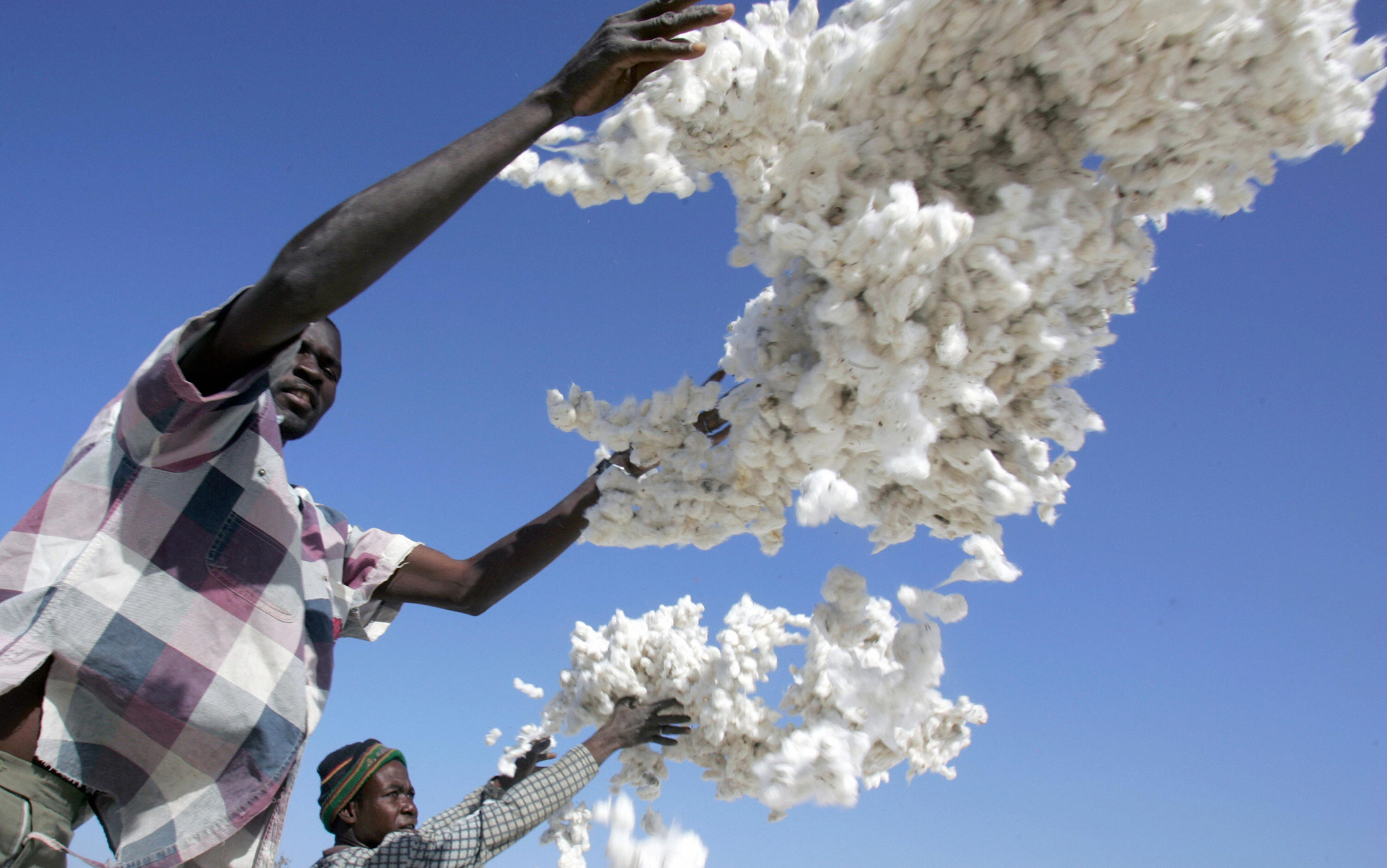 Africa’s Top Cotton Grower Looks to Bayer After Monsanto Ban Bloomberg