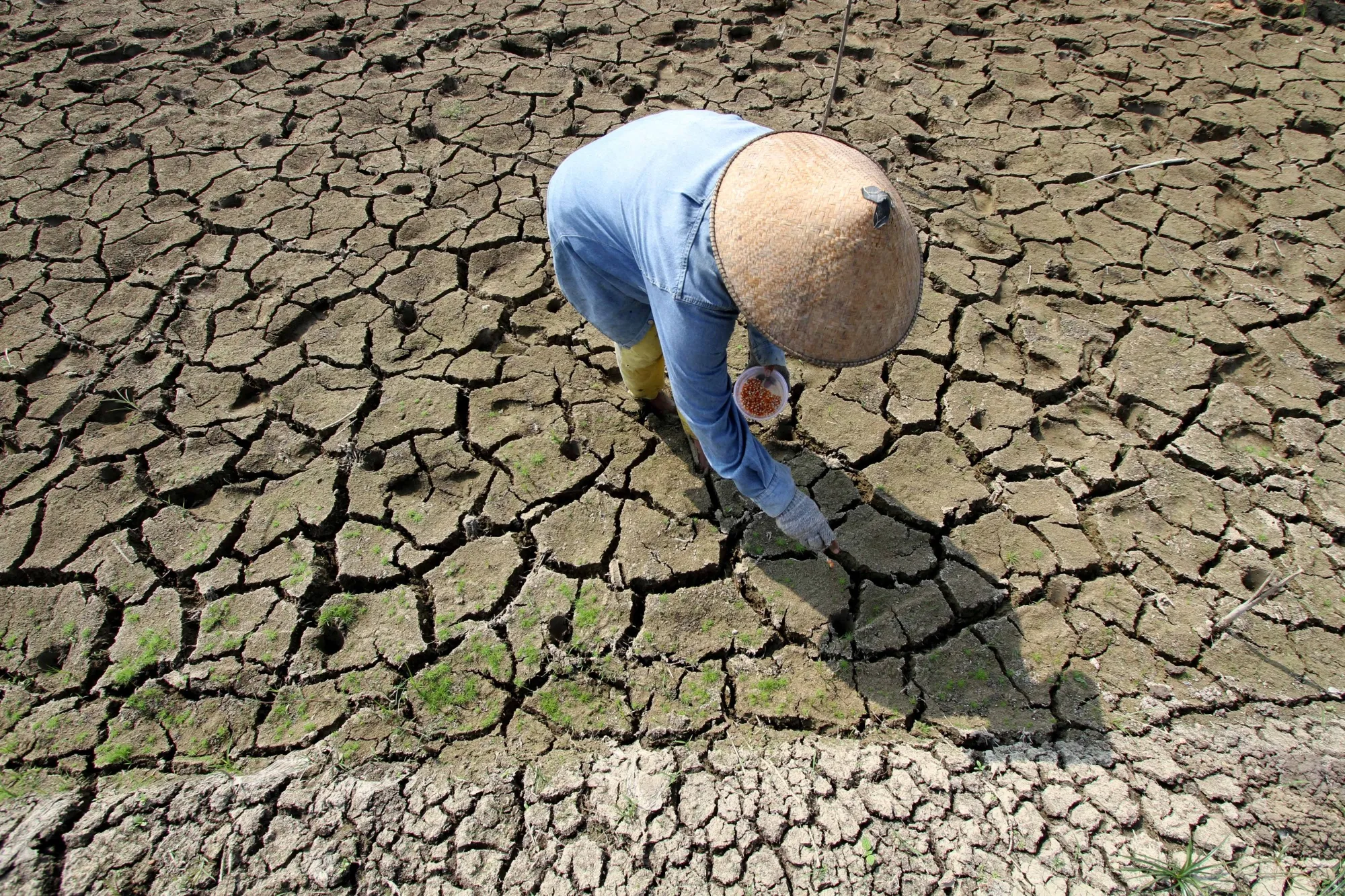 A farmer plants corn seeds on the dry bed of plantation field in Central Java on July 24.
