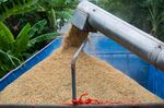 Rice grain during harvesting in Saraburi Province, Thailand.