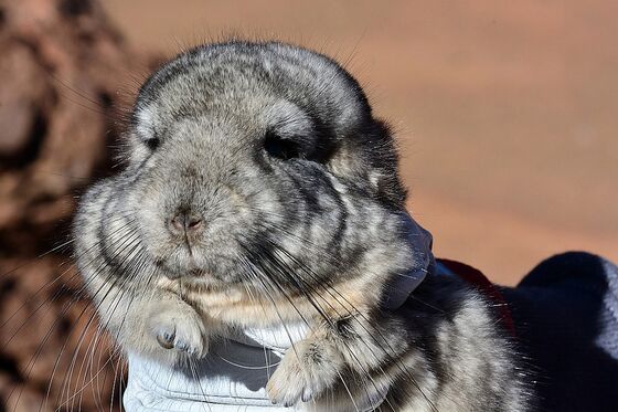 Chinchillas Throw Wrench in Gold Fields’ Chile Mine-Expansion Plan