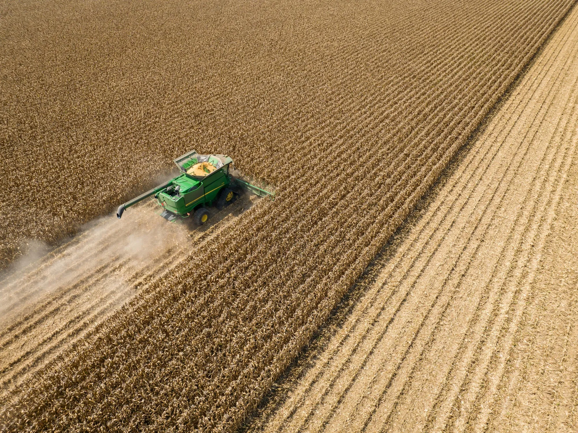 A combine tractor harvests corn in Leland, Mississippi.