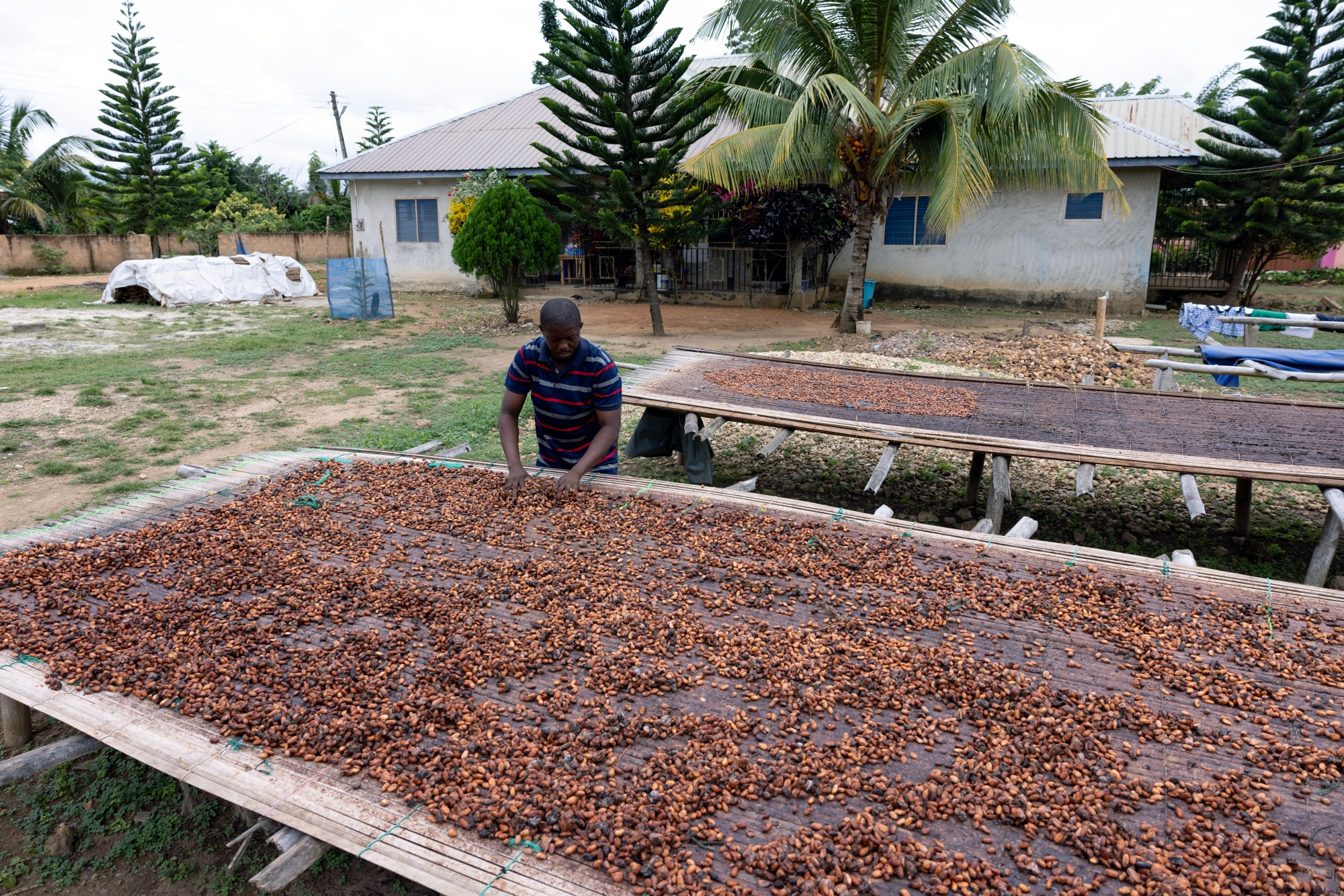 A farmer attends to cocoa beans drying on a rack at a farm in Kwabeng, Ghana, on Wednesday, July 31, 2024. Issues across the West African cocoa belt that propelled prices to record highs this year remain far from fixed, meaning the price of beans that make chocolate isn't likely to decline back to the much lower levels that had previously prevailed. Photographer: Paul Ninson/Bloomberg