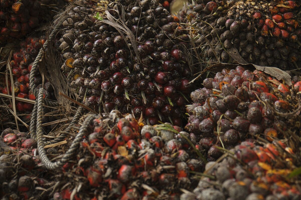 bloomberg.com - Max Ramsay - EU Adds Palm Oil for Drugs, Soy Seeds to Deforestation Carve-Out