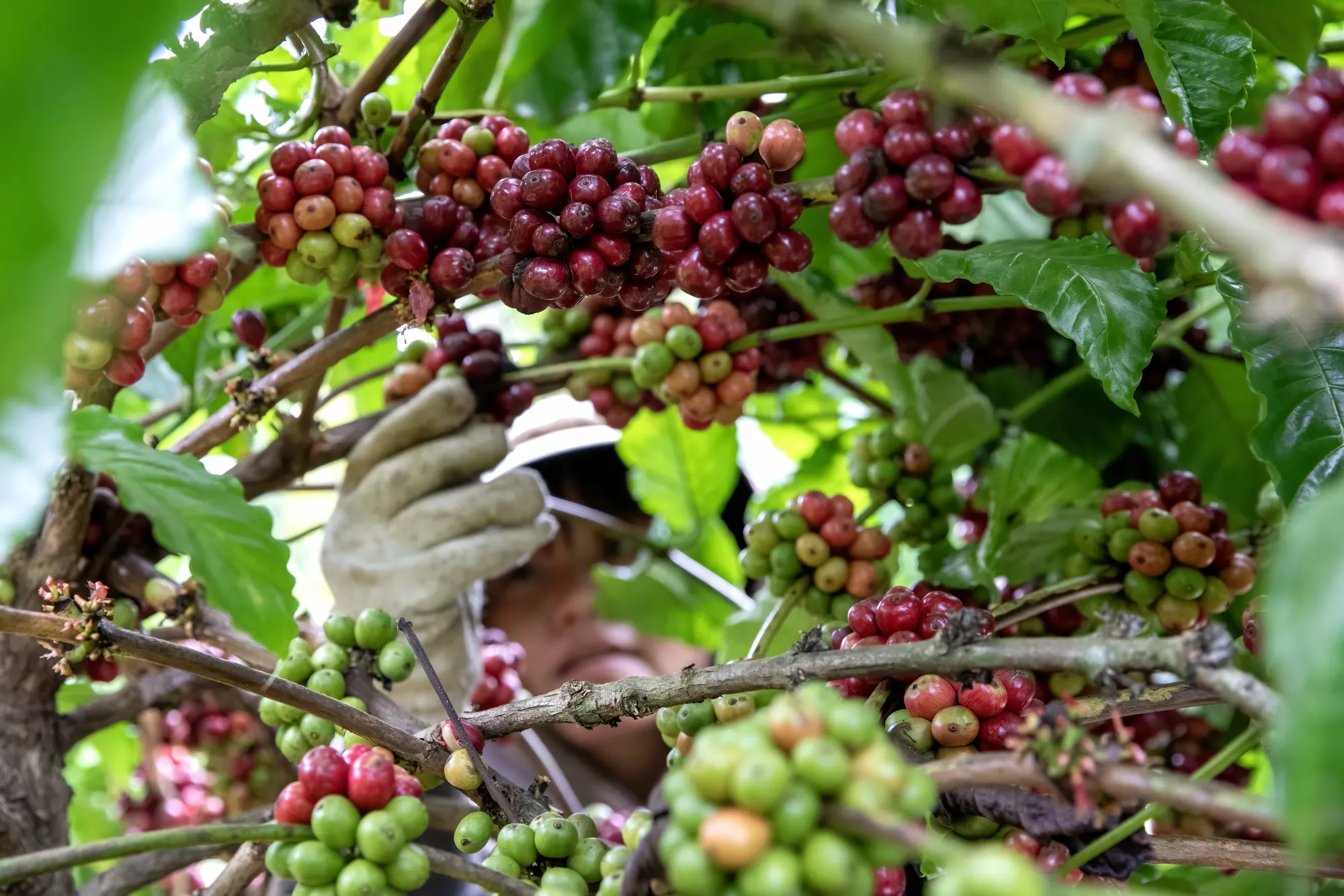 A worker harvests coffee berries at a farm in Vietnam.
