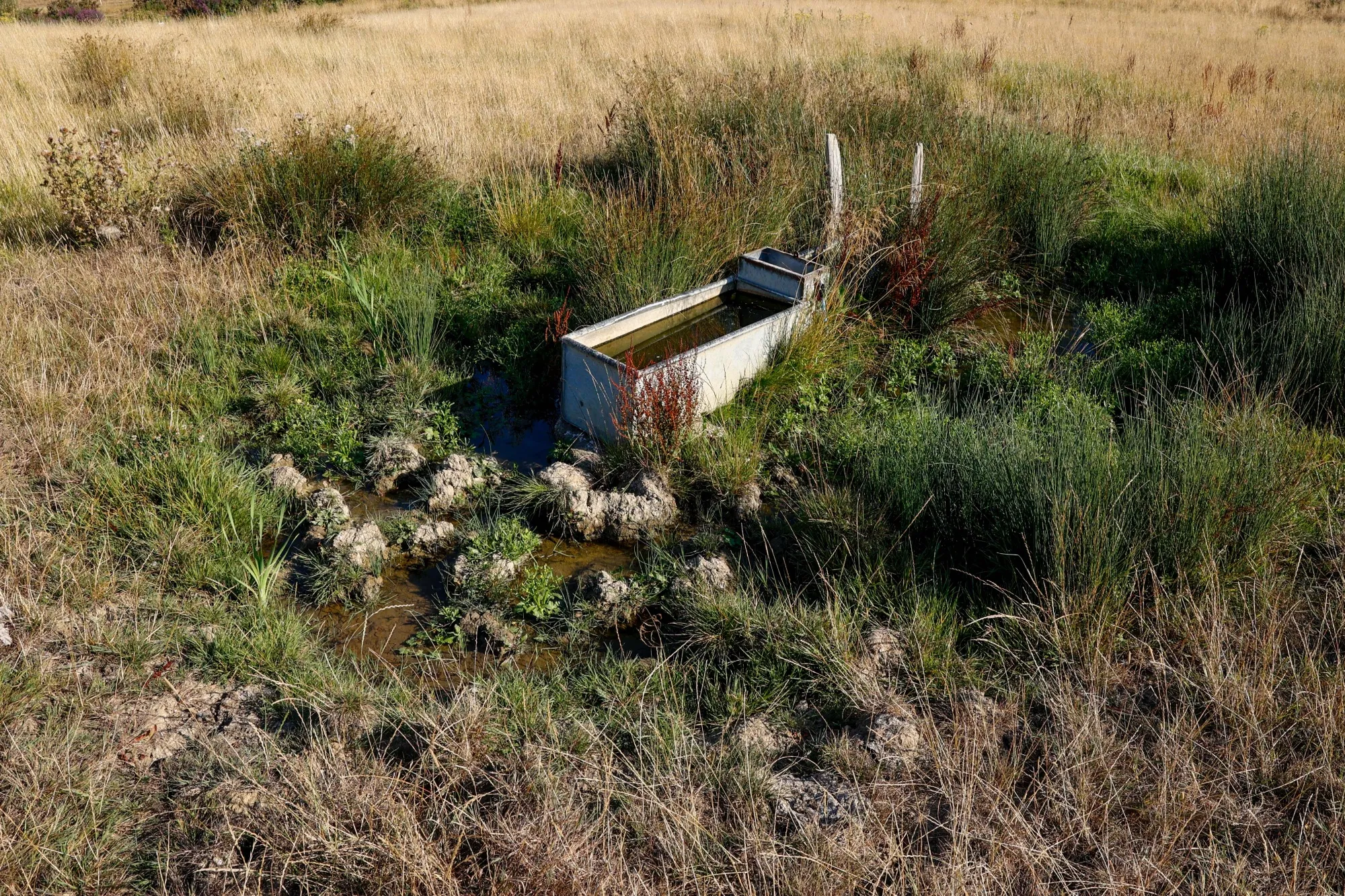 A cattle drinking trough in the middle of dry land during a drought near the village of Arlington, UK.