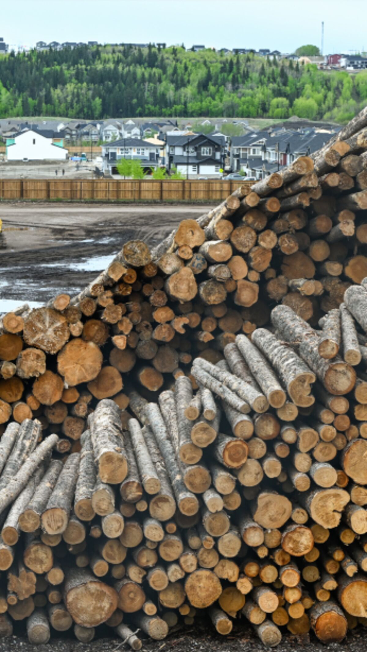 Why the US and Canada Are Fighting Over Lumber Again