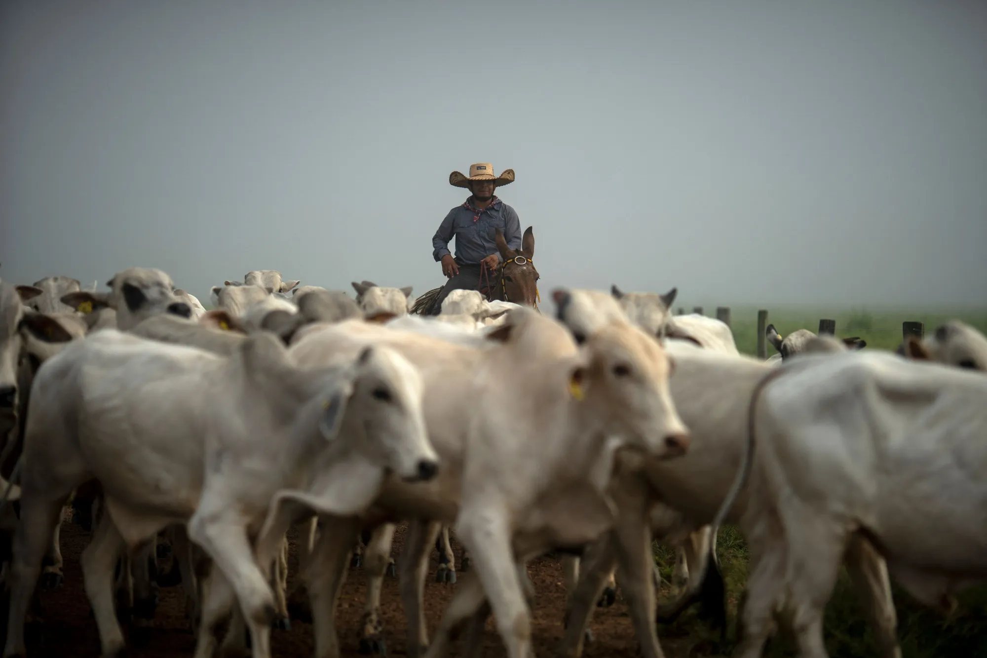 It’s hard to break free. Above: A cowboy and herd in Brazil.
