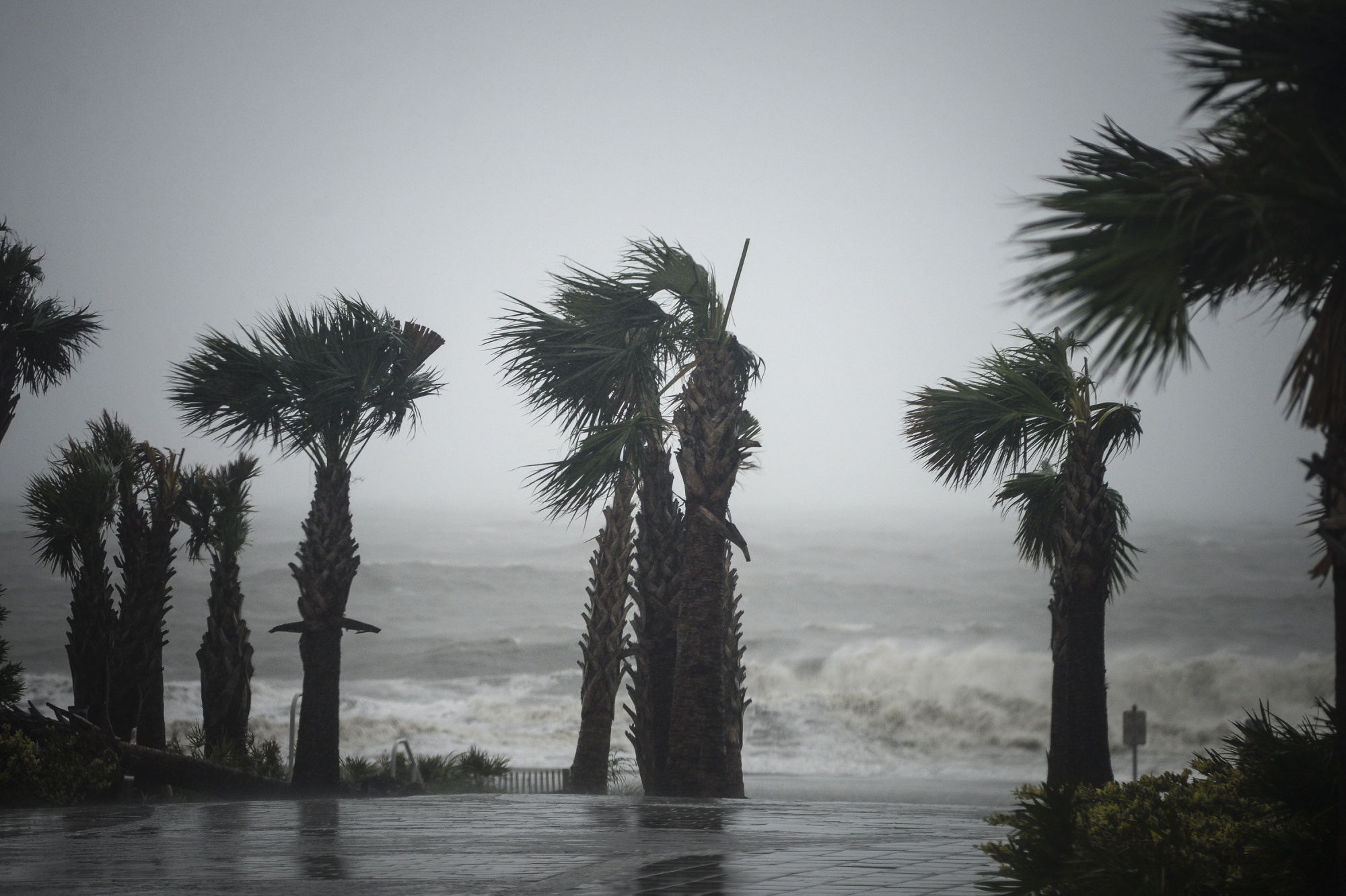 Heavy winds whip palm trees during Hurricane Dorian in Myrtle Beach, South Carolina, U.S., on Sept. 5, 2019.&nbsp;