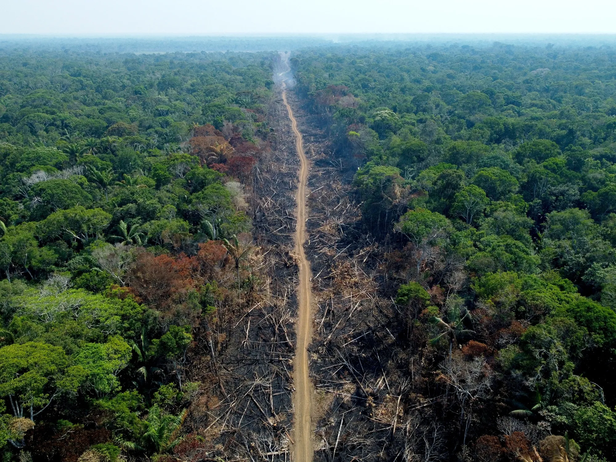 Amazon Deforestation Plunges in Brazil and Colombia - Bloomberg
