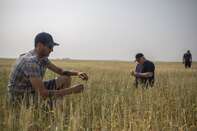 Heat Stress And Dry Soil Damage Crops In Saskatchewan