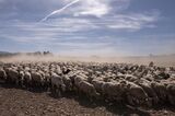 Drought in Spain Is Harsh Harbinger for Europe