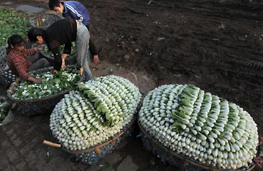 A peasant farmer works near woven baskets full of bok choy on a farm on October 12, 2008 in Wuhan of Hubei Province, China. 