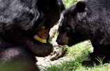 Two Formosan Black Bears enjoy the honey