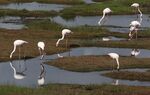 Flamingoes feed in&nbsp;Berg River estuary in Velddrif, South Africa, on Sept. 14.